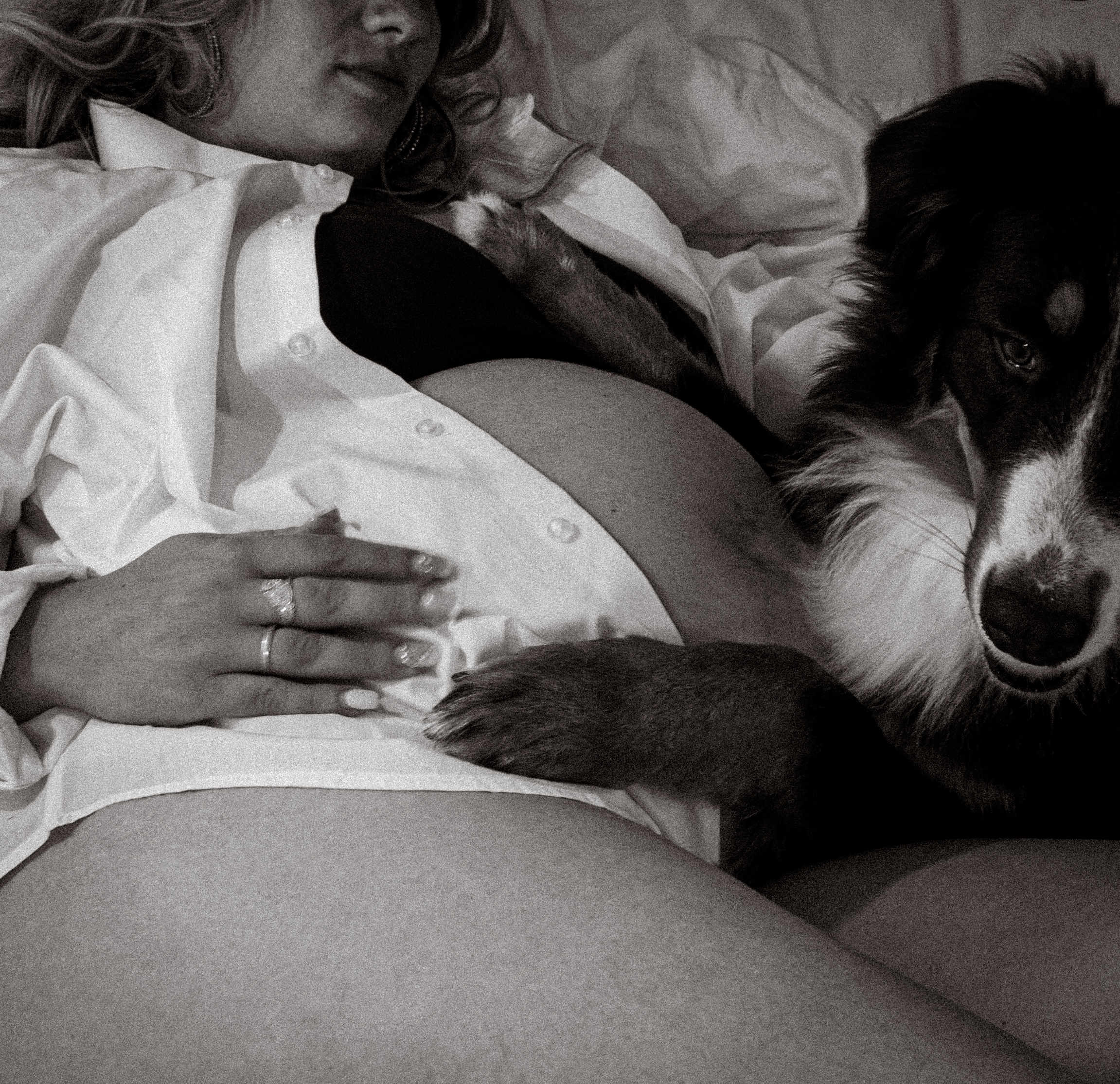 Séance photo grossesse avec un chien à domicile
